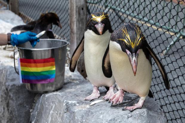 Western Telegraph: The pair are an amazing couple according to keeper Caz. Picture: Joann Randles