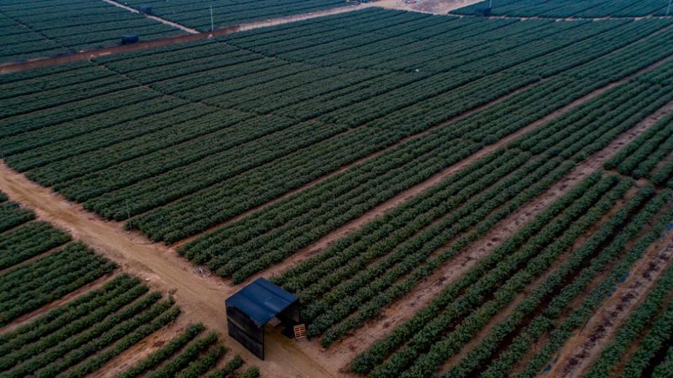 Cultivo de arándanos peruano visto desde el aire.