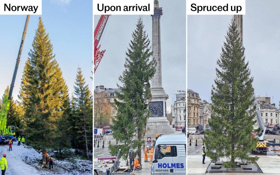 Trafalgar Square Christmas tree given new life with ‘branch transplant’