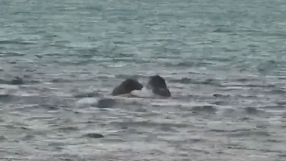 In this screenshot from a live-streamed video, two bears in Katmai National Park fight on October 1. - Explore Bears and Bison/NPS