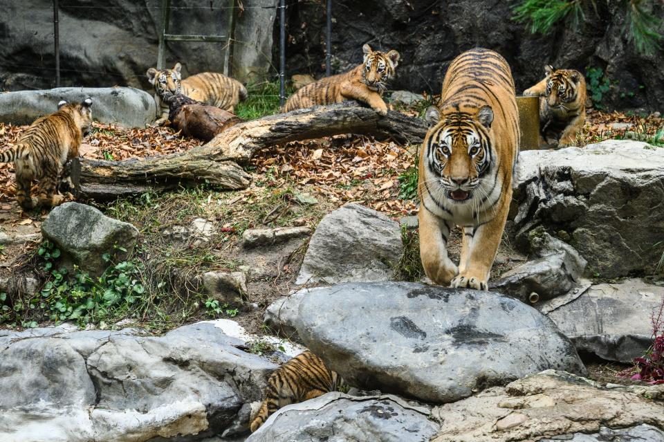 Tigre siberiano hembra. (Getty Images)