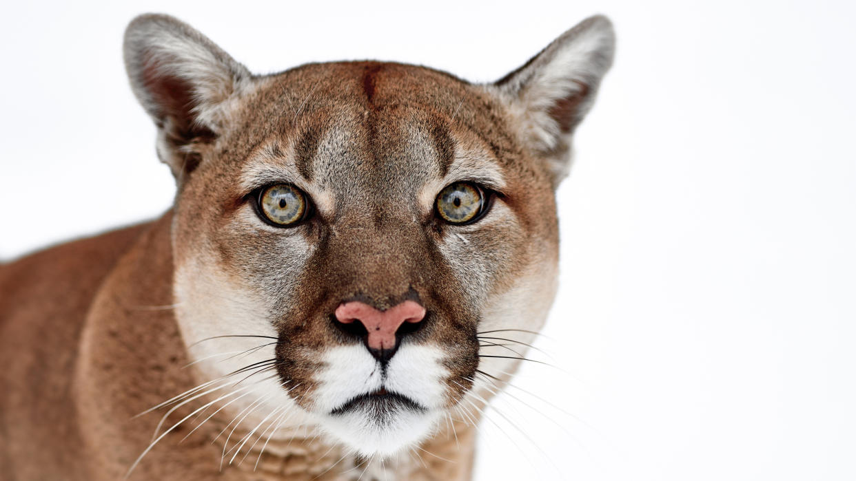  What to do if you meet a mountain lion: Canadian cougar. 