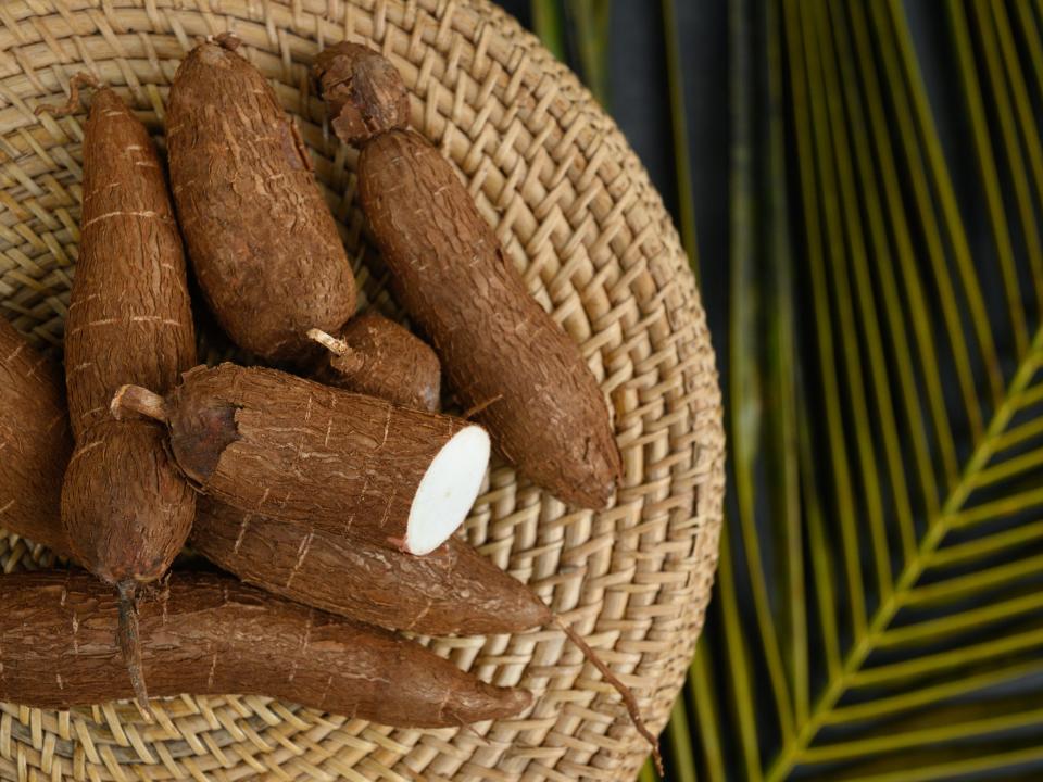 Organic raw Cassava tuber on wicker tray and palm leaves.