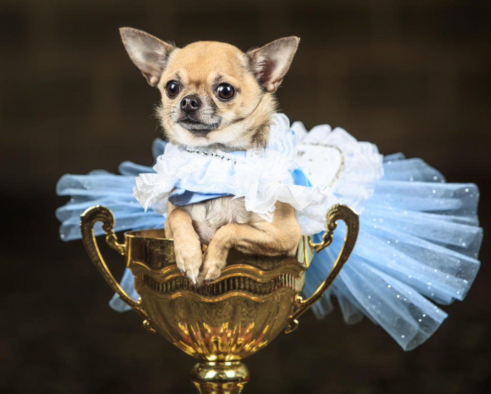 Dolly the Chihuahua dog dressed as Alice in Wonderland is photographed during an Alice in Wonderland and Charlie and the Chocolate Factory themed Furbabies Dog Pageant at Jodhpurs Riding School in Tockwith, North Yorkshire, Sunday Sept. 6, 2020. (Danny Lawson/PA via AP)