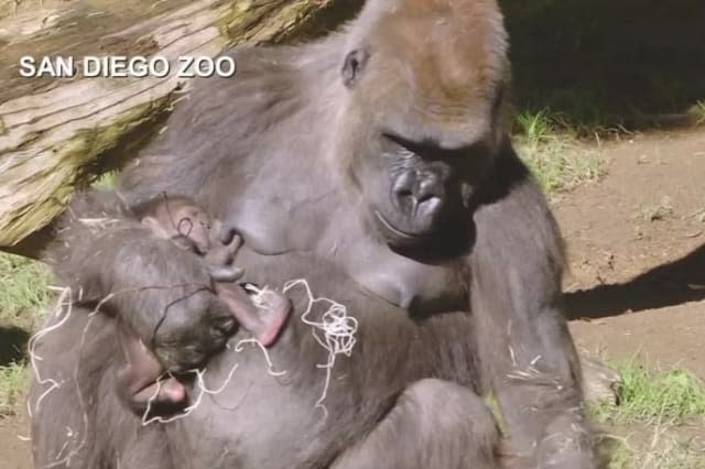 Gorilla born at San Diego zoo