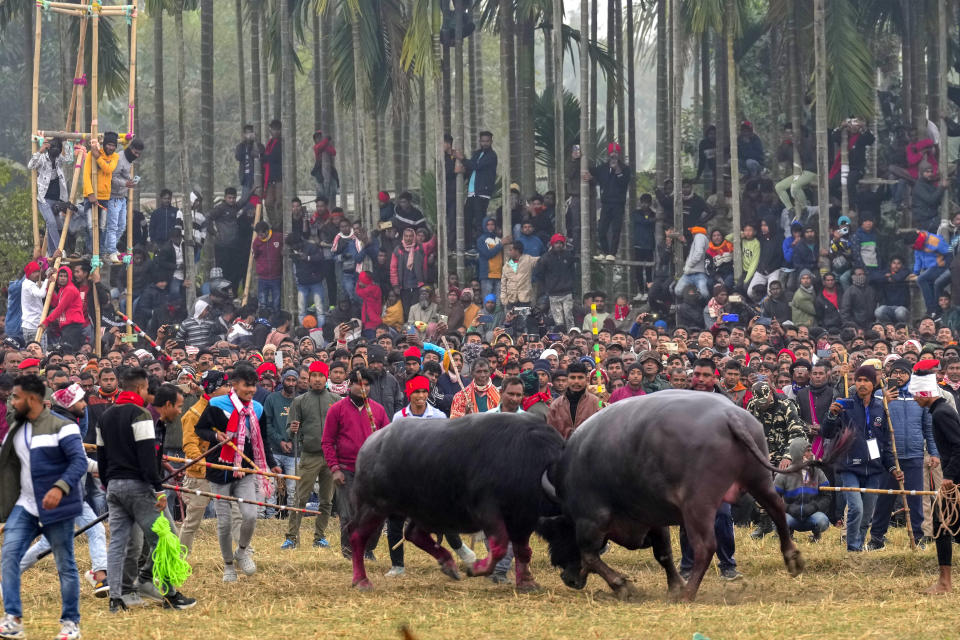 A pair of buffaloes lock horns during a fight held as part of the Magh Bihu harvest festival at Ahotguri village, east of Guwahati, Assam, India, Jan. 16, 2024. Traditional bird and buffalo fights resumed in India’s remote northeast after the supreme court ended a nine-year ban, despite opposition from wildlife activists. (AP Photo/Anupam Nath)