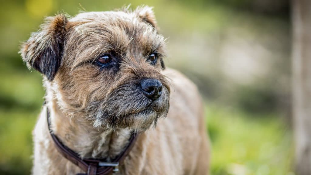 Beautiful Griffon mix staring into the distance