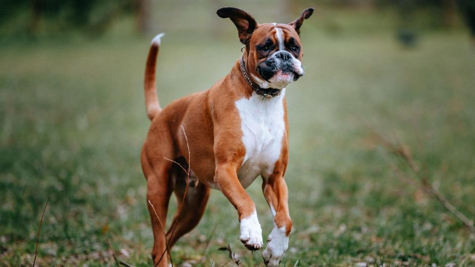 Boxer dog running