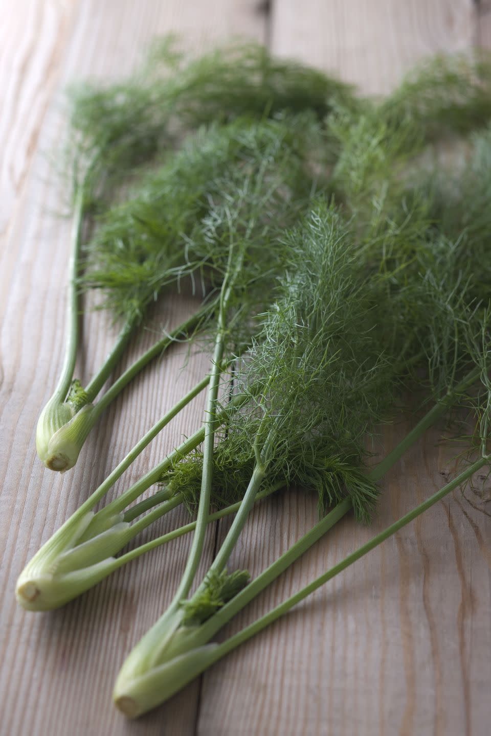 perennial herbs fennel