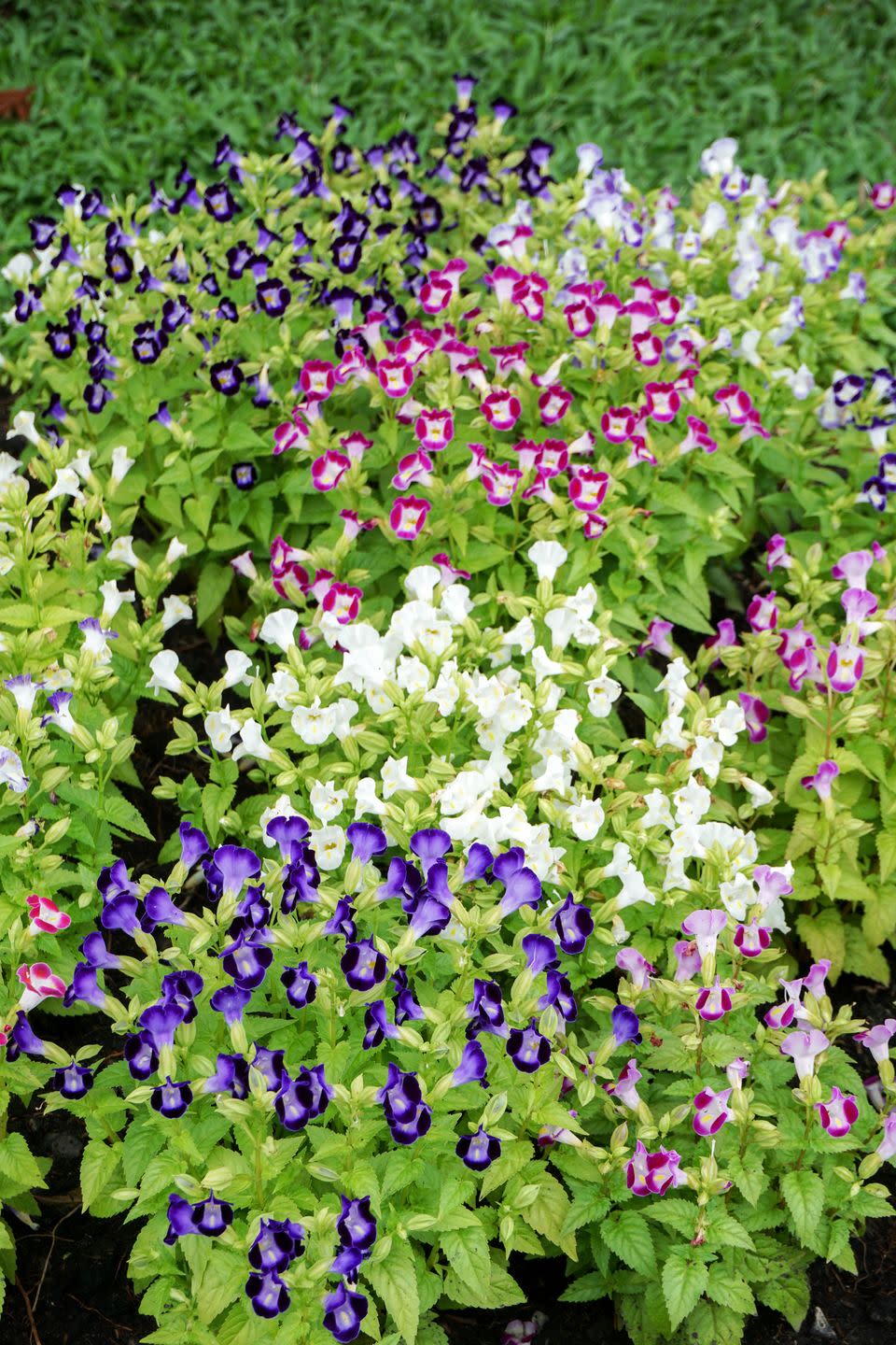 torenia fournieri flower