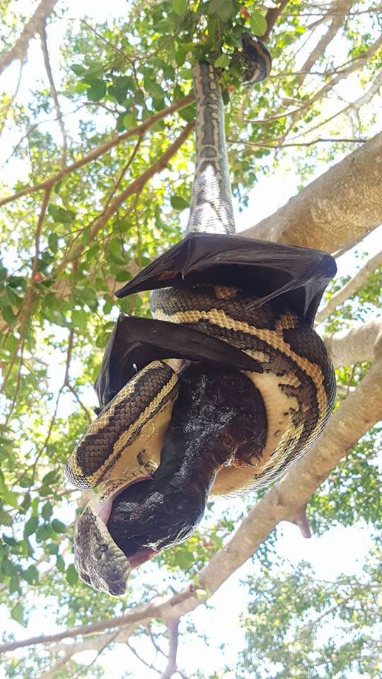 The snake's attempt to devour the bat was unsuccessful. Source: Redland's Snake Catcher