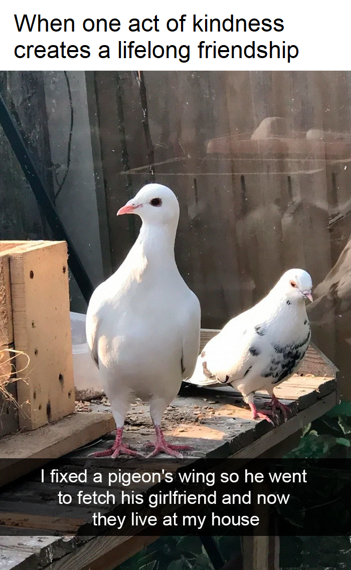 someone fixed a pigeon's wing and now the pigeon and his girlfriend live at the person's house