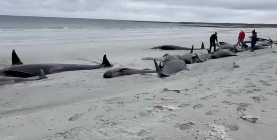 At least 65 long-finned pilot whales died after 77 were washed ashore on an island off the north coast of Scotland, a rescue charity says (BBC)