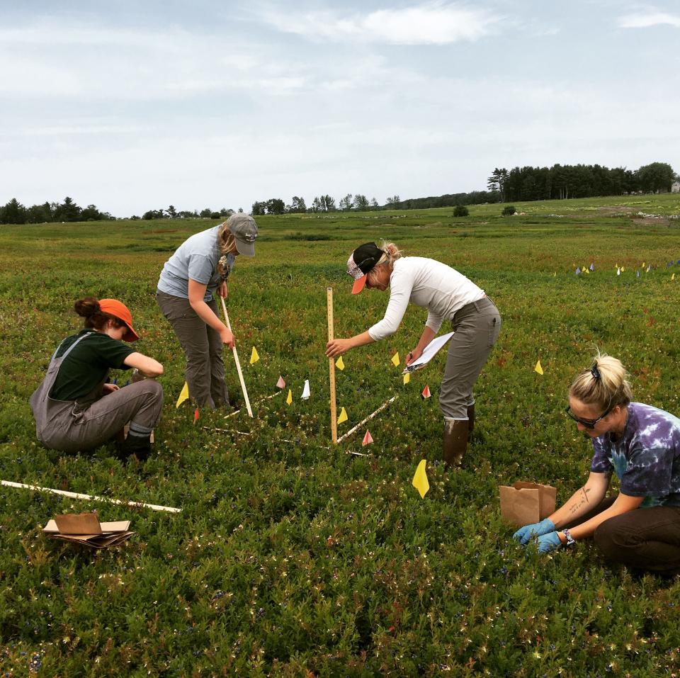 A University of Maine Extension team is pictured in blueberry fields measuring plant health and berry quality for a USDA CARE grant in Appleton, Maine. Pictured are Brogan Tooley, Mara Scallon, Abby Cadorette, and Erica Carpenter.