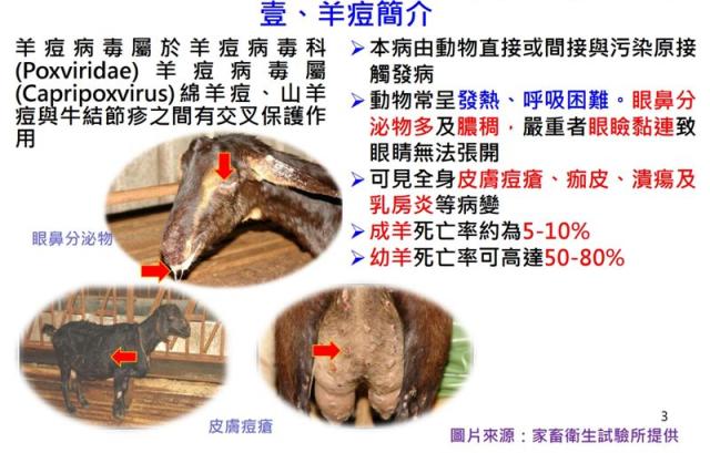 10年以上沒羊痘病例！明年1／1起全國停打疫苗10月聲明非疫國