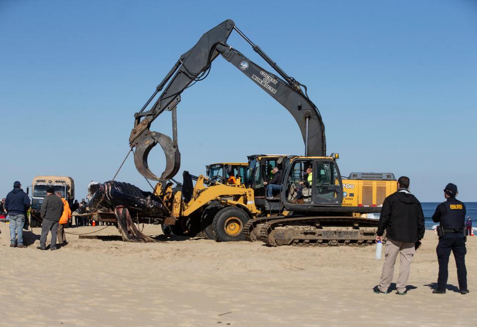 First responders and a Monmouth County work crew load a dead whale onto the back of a flat bed truck to be hauled away from Whiting Avenue Beach. The beached whale was the eighth to have died on or near the New Jersey’s coast since early December.