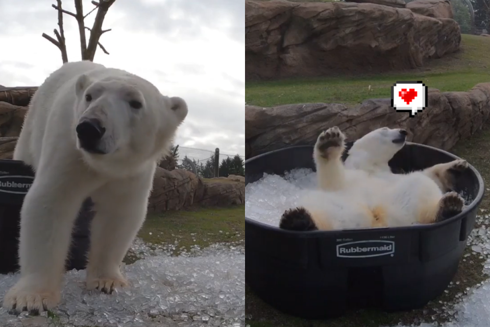 <p>動物園提供冰桶澡盆，白熊在裡頭玩到翻肚！（圖／Instagram＠ oregonzoo） </p>
