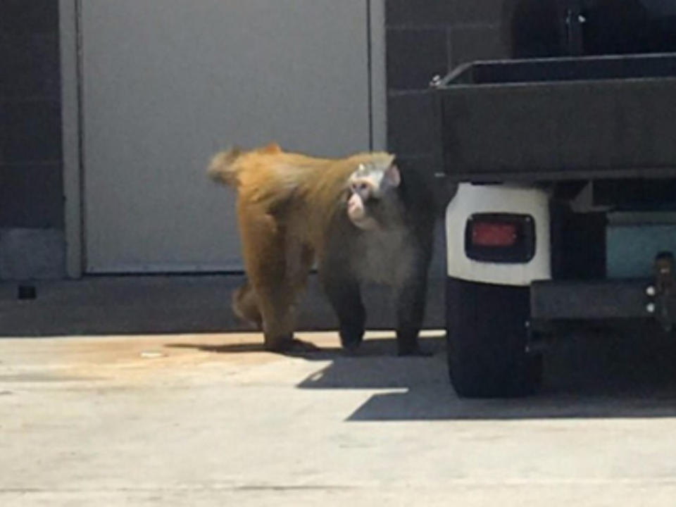 Dieser Affe sorgte am Flughafen für Aufsehen. (Bild Copyright: KariLakeFox10/Twitter)