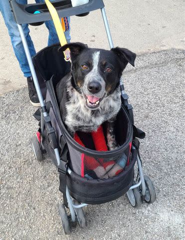 <p>Stray Rescue of St. Louis</p> Owen the dog, a rescue canine available for adoption at the Stray Rescue of St. Louis