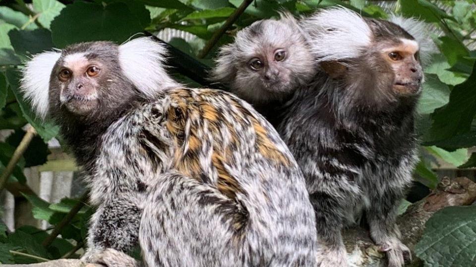 TikTok is enjoying his new life with Clydie and Ronnie at Monkey World (RSPCA)