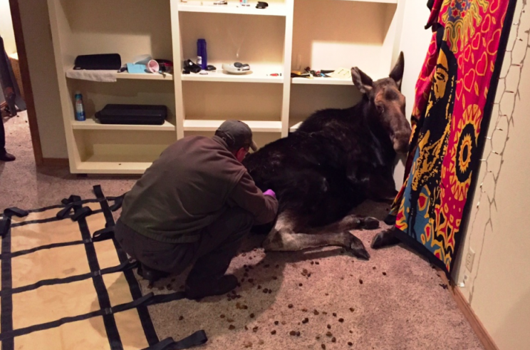 The moose had to be sedated before it could be removed from the house (Facebook/Idaho Fish and Game Magic Valley)