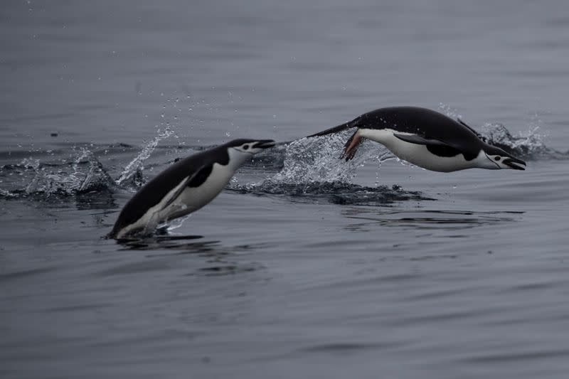 The Wider Image: On board the Antarctic expedition that reveals dramatic penguin decline