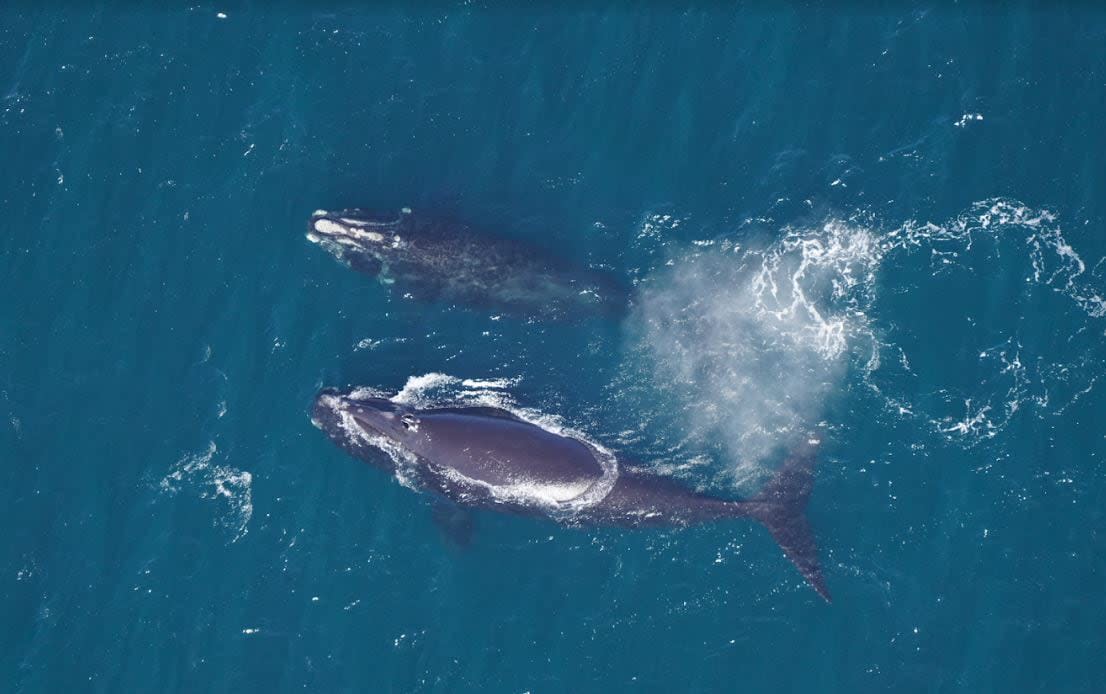 A North Atlantic right whale and a calf. (New England Aquarium - image credit)