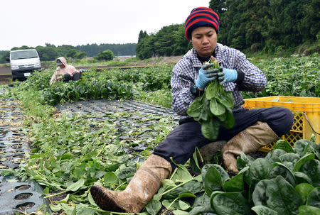 Workers from Thailand work at Green Leaf farm, in Showa Village, Gunma Prefecture, Japan, June 6, 2018. REUTERS/Malcolm Foster