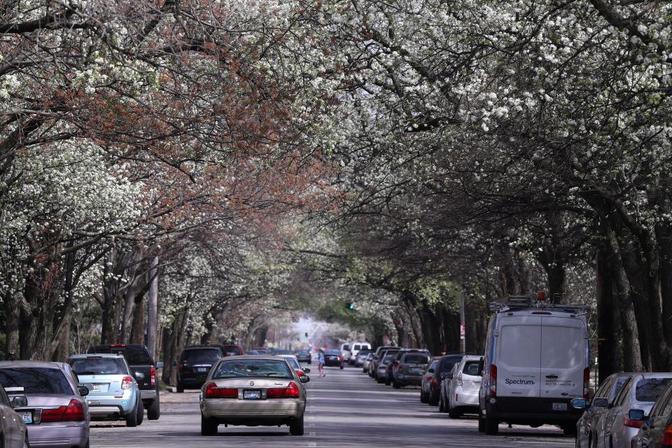 A canopy of trees are in bloom in Old Louisville at the start of spring in 2019.Apr. 4, 2019