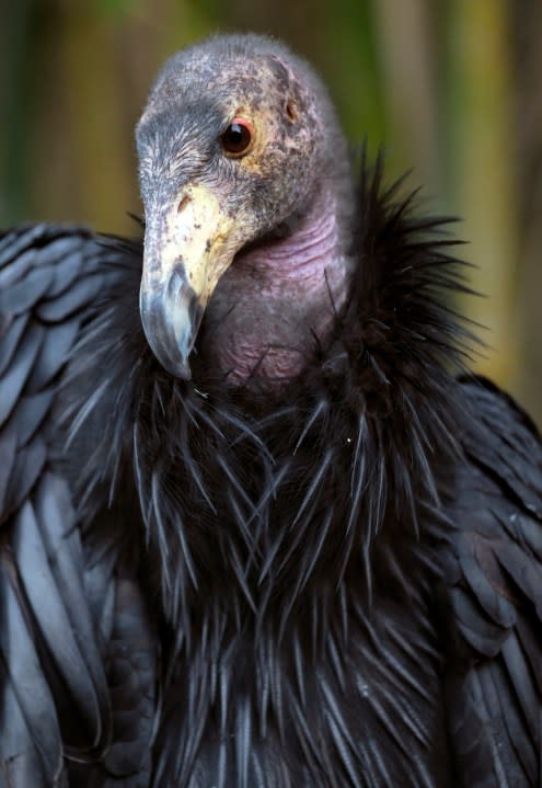 This Saturday, Sept. 3, 2016 photo shows a California Condor on display at the Los Angeles Zoo. (AP Photo/Richard Vogel)