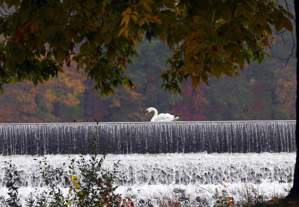 A swan along the spillway of the Croton River Reservoir in Brewster Oct. 27, 2021. 