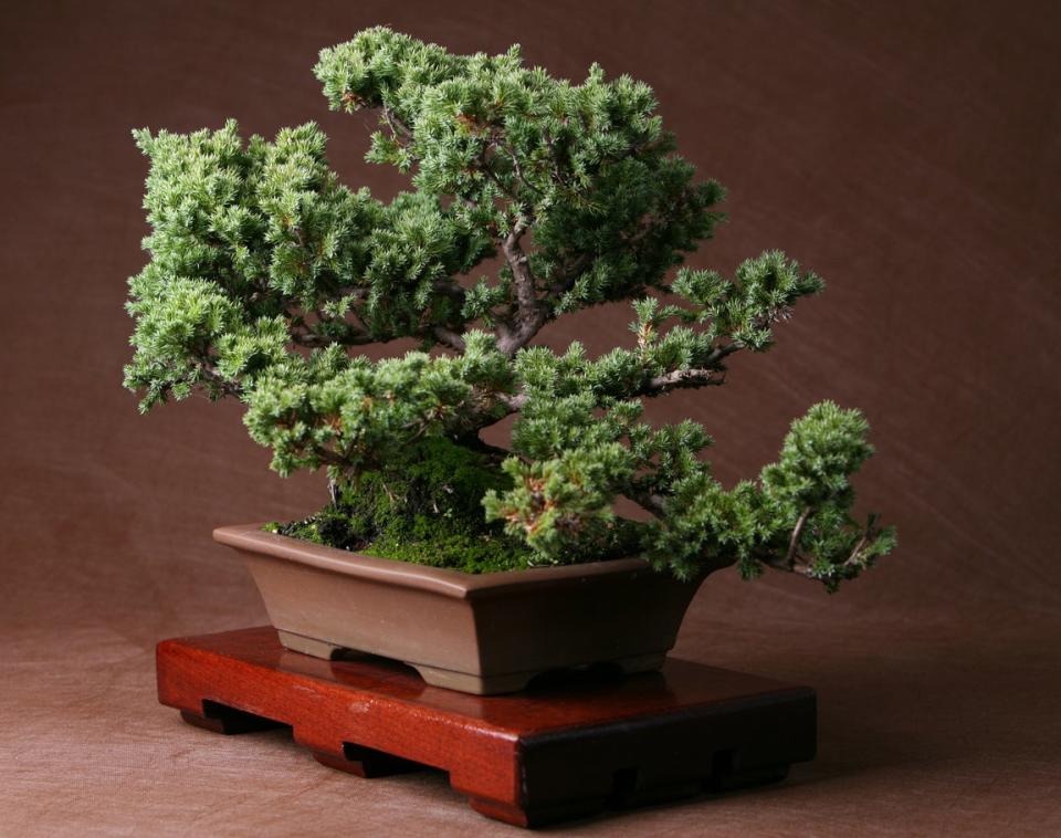 Juniper bonsai tree in a brown rectangular container.