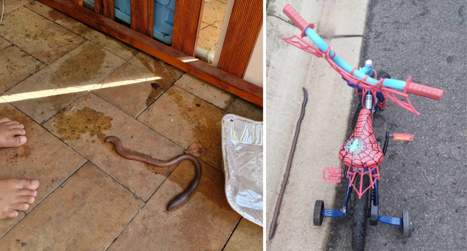A worm on the floor (left) and a worm next to a child's bike (right). 