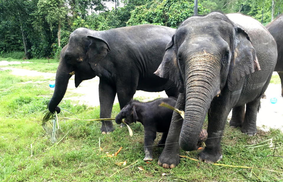 Baby elephant in Singapore