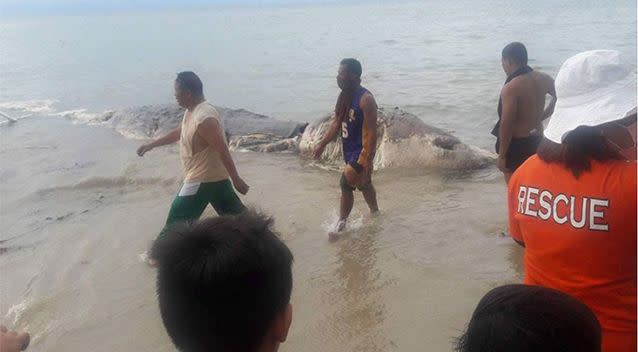 Rescue workers tried to work out what the animal is. Source: Nujnuj Capistrano