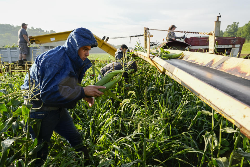 Brayan Manzano, left, prepares to put a handful of sweet corn onto a conveyer belt while working, Friday, July 7, 2023, at a farm in Waverly, Ohio. As Earth this week set and then repeatedly broke unofficial records for average global heat, it served as a reminder of a danger that climate change is making steadily worse for farmworkers and others who labor outside. (AP Photo/Joshua A. Bickel)