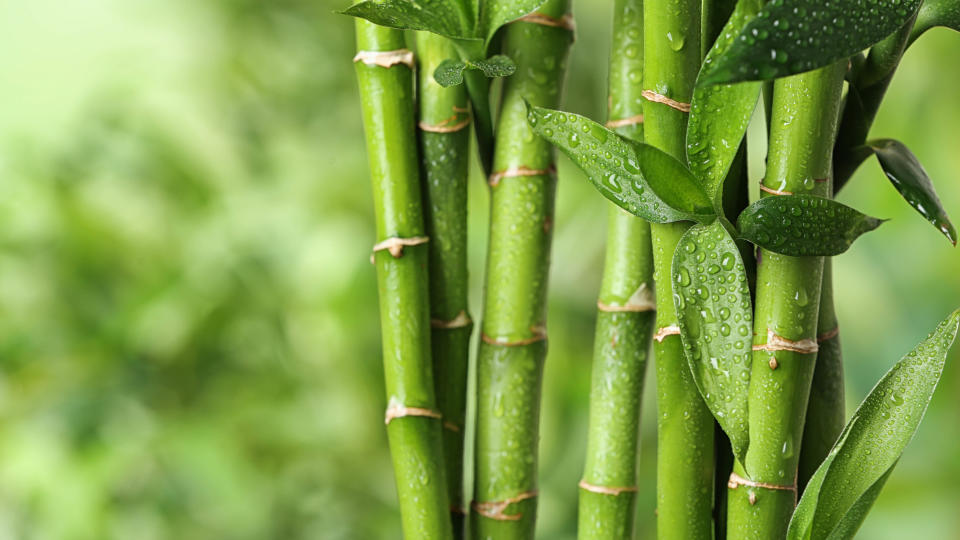 Bamboo plant