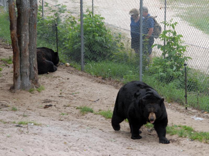 Im größten Bären-Zoo der USA: In Oswald's Bear Ranch leben 29 Schwarzbären in den Freigehegen. Foto: Christian Röwekamp