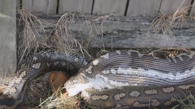 The python can be seen extending its dislocated jaw as it gobbles down the poor house cat. Photo: Snake Out Brisbane