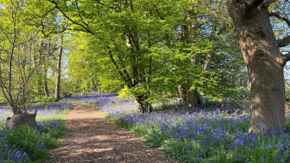 Eastern Daily Press: Enjoy the display at the Norfolk Bluebell Wood Burial Park Picture: Norfolk Bluebell Wood Burial Park