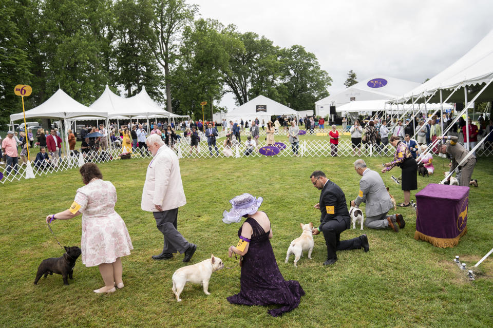 Captain, a French bulldog, second from left, participates in breed judging at the 145th Annual Westminster Kennel Club Dog Show, Saturday, June 12, 2021, in Tarrytown, N.Y. (AP Photo/John Minchillo)