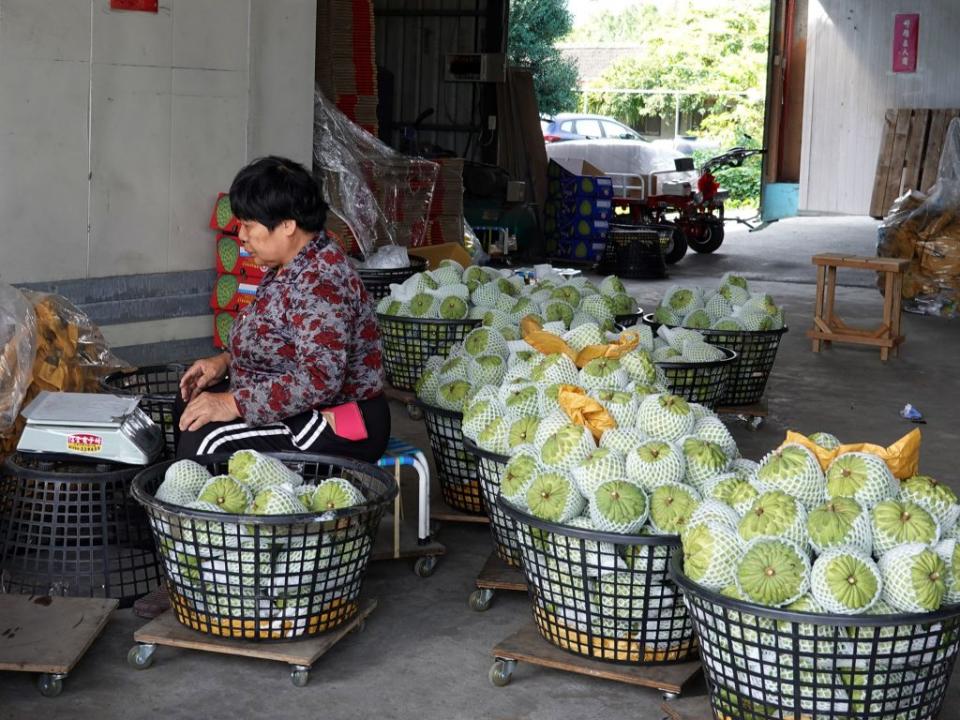 台東鳳梨釋迦進入盛產期，盤商收購價腰斬每斤只剩30元，農民欲哭無淚。 （記者鄭錦晴攝）