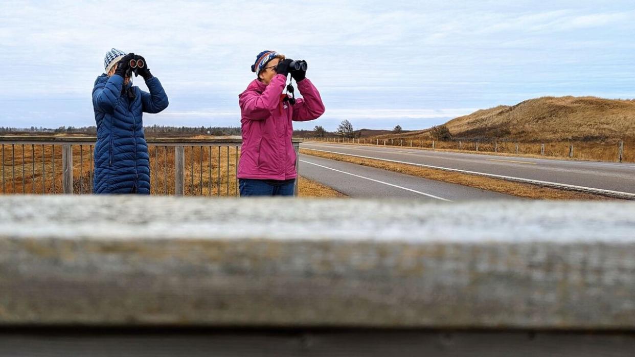 The decision by the American Ornithological Society will affect as many as 80 species, including about 25 on Prince Edward Island.   (Ken Linton/CBC - image credit)
