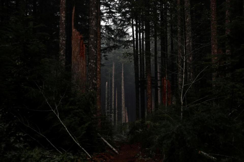 Trees are seen damaged during. the aftermath of the fires in Clackamas county, near Molalla, Oregon, on 16 September.