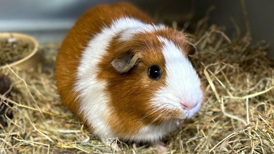 Guinea pig