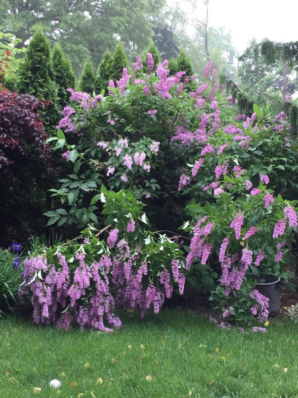 Lourdes Carus's garden is bursting with color.