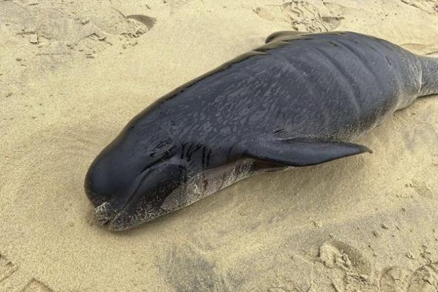 Pod of 55 pilot whales die after being stranded on a beach in Scotland