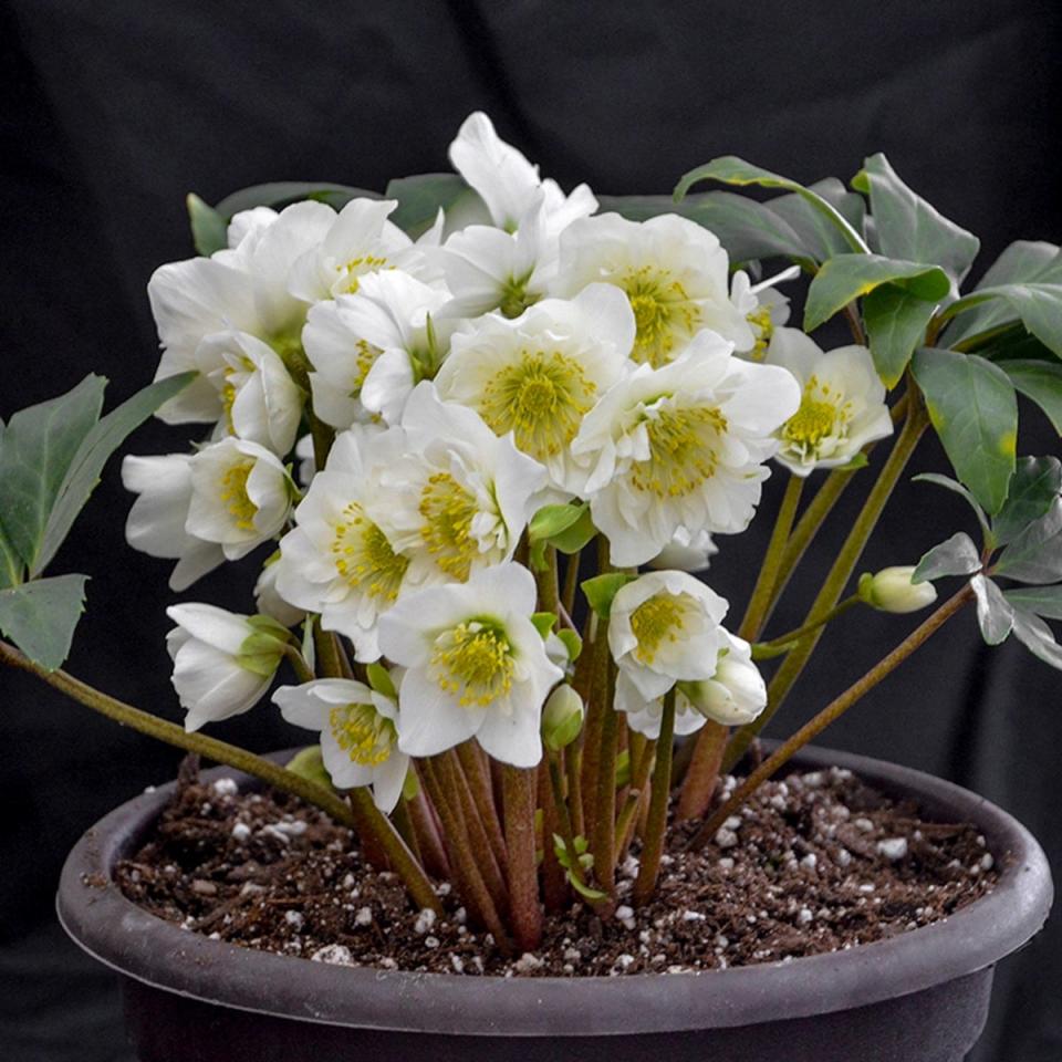 Christmas rose flowers in pot