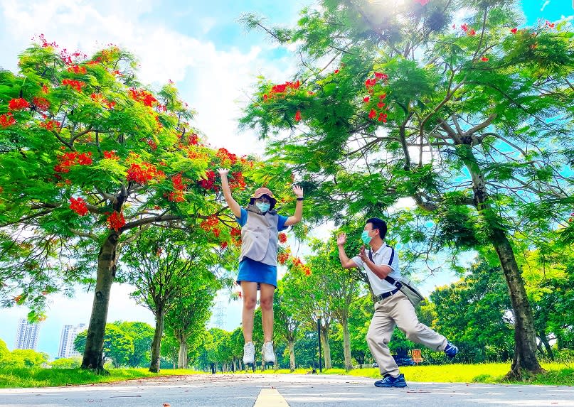 自行車道兩旁艷紅的鳳凰木悄悄的盛開中。   圖：新北市水利局提供