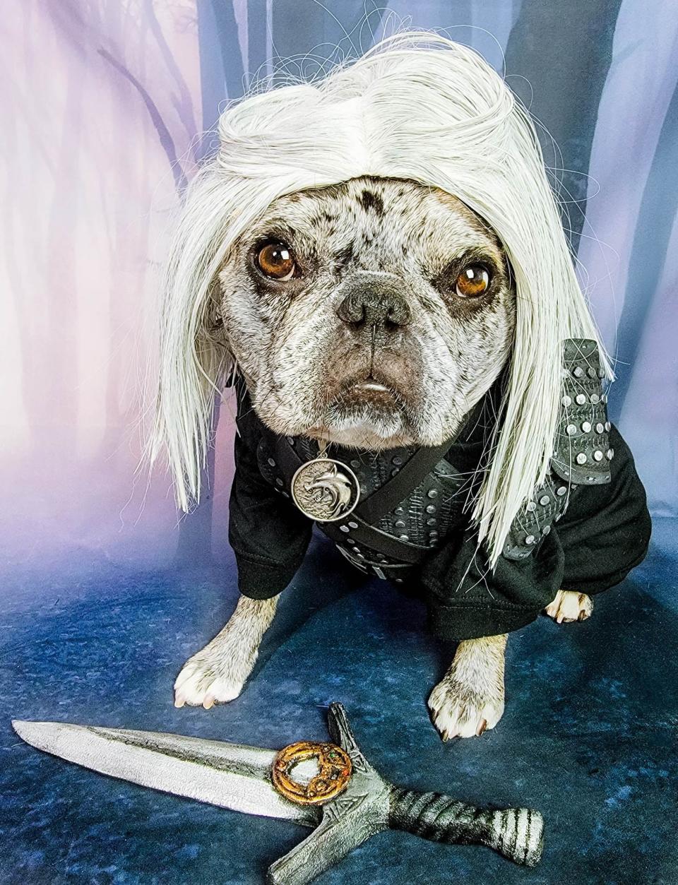 Rory the merle French bulldog dressed up as Geralt of Rivia from "The Witcher."